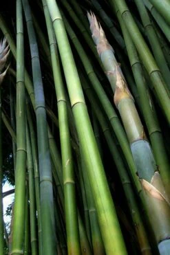 Giant Weavers Royal Bamboo (Wong Chuk) - Bambusa Textilis 'Kanapaha' - 3 Gallon Pot -FruitTree Store Bamboo Kanapaha 8
