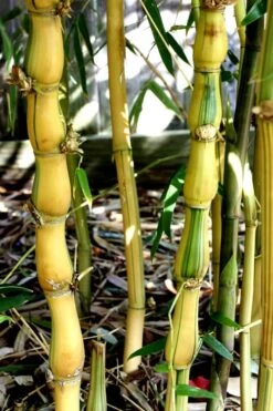 Yellow Buddha Belly Bamboo - Bambusa Ventricosa 'Kimmei' - 3 Gallon Pot 14 Yellow Buddha Belly Bamboo - Bambusa Ventricosa 'Kimmei' - 3 Gallon Pot -FruitTree Store Bamboo Kimmei 2
