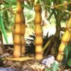 Yellow Buddha Belly Bamboo - Bambusa Ventricosa 'Kimmei' - 3 Gallon Pot -FruitTree Store Bamboo Kimmei 4