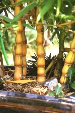 Yellow Buddha Belly Bamboo - Bambusa Ventricosa 'Kimmei' - 3 Gallon Pot
