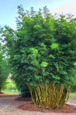 Yellow Buddha Belly Bamboo - Bambusa Ventricosa 'Kimmei' - 3 Gallon Pot 12 Yellow Buddha Belly Bamboo - Bambusa Ventricosa 'Kimmei' - 3 Gallon Pot -FruitTree Store Bamboo Kimmei 5