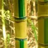 Koi Golden Bamboo (Phyllostachys Aurea 'Koi') - 3 Gallon Pot (2-4') 2 Koi Golden Bamboo (Phyllostachys Aurea 'Koi') - 3 Gallon Pot (2-4') -FruitTree Store Bamboo Koi Golden 20 1