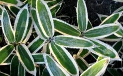 Kuma Zasa Dwarf Bamboo - Sasa Veitchii 'Kuma-Zasa' - 1 Gallon Pot -FruitTree Store Bamboo Kuma Zasa 1 1