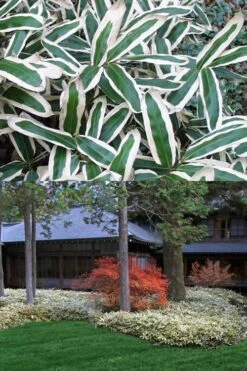 Kuma Zasa Dwarf Bamboo (Sasa Veitchii 'Kuma-Zasa') - 3 Gallon Pot -FruitTree Store Bamboo Kuma Zasa 13