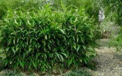Latifolius Broadleaf Bamboo - Indocalamus Latifolius - 3 Gallon Pot -FruitTree Store Bamboo Latifolius 3