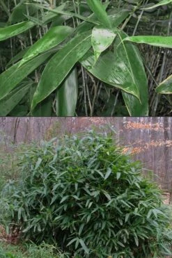 Latifolius Broadleaf Bamboo - Indocalamus Latifolius - 3 Gallon Pot -FruitTree Store Bamboo Latifolius 500x750 1