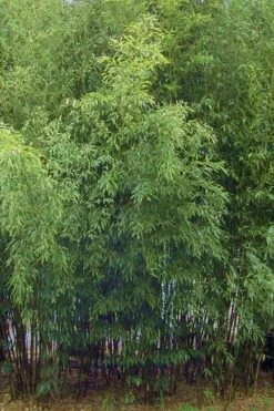 Spotted Leopard Bamboo - Phyllostachys Bambusoides 'Tanakae' - 3 Gallon Pot -FruitTree Store Bamboo Leopard 11