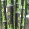 Spotted Leopard Bamboo - Phyllostachys Bambusoides 'Tanakae' - 3 Gallon Pot 1 Spotted Leopard Bamboo - Phyllostachys Bambusoides 'Tanakae' - 3 Gallon Pot -FruitTree Store Bamboo Leopard 22
