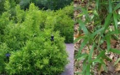 Macon Rivercane Bamboo - Arundinaria Gigantea 'Macon' - 3 Gallon Pot -FruitTree Store Bamboo Macon Rivercane 2