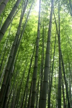 Madake Giant Japanese Timber Bamboo (Phyllostachys Bambusoides) - 3 Gallon Pot (4-6'+) -FruitTree Store Bamboo Madake 10 2