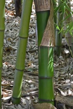 Madake Giant Japanese Timber Bamboo (Phyllostachys Bambusoides) - 3 Gallon Pot (4-6'+) -FruitTree Store Bamboo Madake 11 2