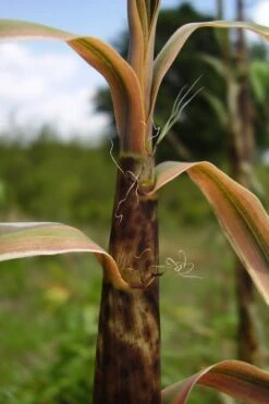 Madake Giant Japanese Timber Bamboo (Phyllostachys Bambusoides) - 3 Gallon Pot (2-4') -FruitTree Store Bamboo Madake 13 1