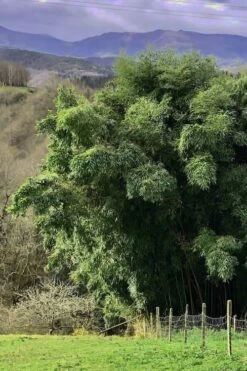 Madake Giant Japanese Timber Bamboo (Phyllostachys Bambusoides) - 2 Gallon Pot 13 Madake Giant Japanese Timber Bamboo (Phyllostachys Bambusoides) - 2 Gallon Pot -FruitTree Store Bamboo Madake 14