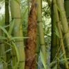 Madake Giant Japanese Timber Bamboo (Phyllostachys Bambusoides) - 3 Gallon Pot (4-6'+)