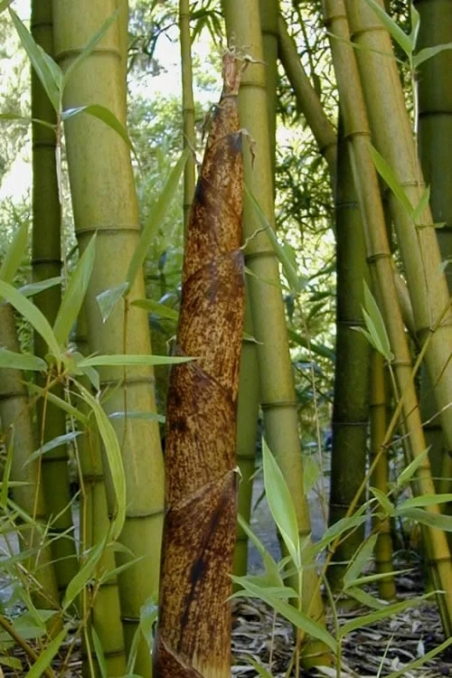 Madake Giant Japanese Timber Bamboo (Phyllostachys Bambusoides) - 2 Gallon Pot 2 Madake Giant Japanese Timber Bamboo (Phyllostachys Bambusoides) - 2 Gallon Pot