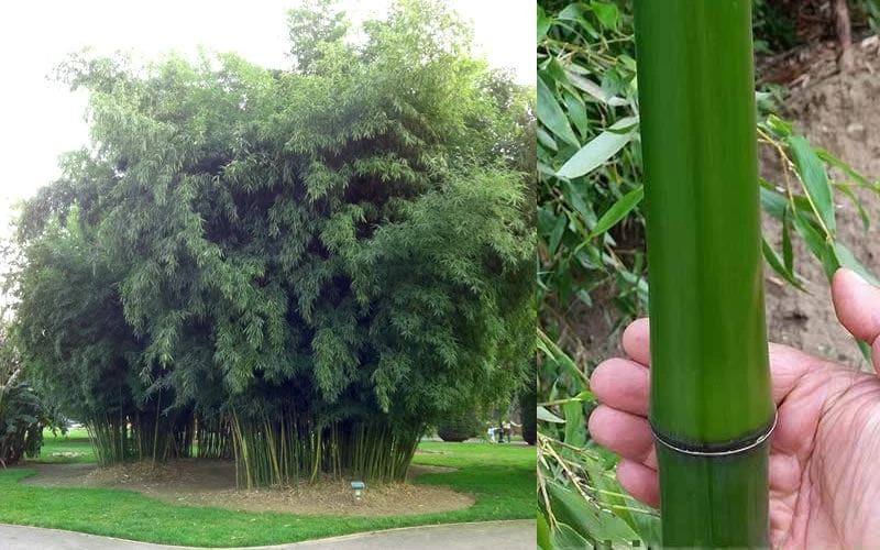 Madake Giant Japanese Timber Bamboo (Phyllostachys Bambusoides) - 2 Gallon Pot 9 Madake Giant Japanese Timber Bamboo (Phyllostachys Bambusoides) - 2 Gallon Pot - Image 8