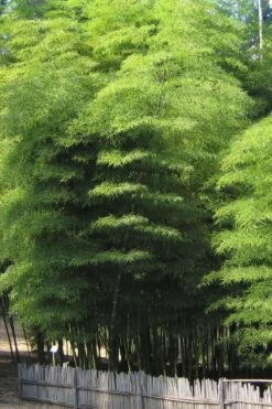 Moso Giant Bamboo (Phyllostachys Edulis 'Moso') - 3 Gallon Pot (4-6') -FruitTree Store Bamboo Moso 10