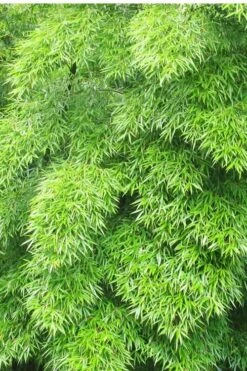 Moso Giant Bamboo (Phyllostachys Edulis 'Moso') - 3 Gallon Pot (4-6') -FruitTree Store Bamboo Moso 11