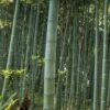 Moso Giant Bamboo (Phyllostachys Edulis 'Moso') - 3 Gallon Pot (4-6') -FruitTree Store Bamboo Moso 22