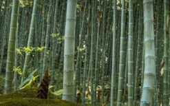 Moso Giant Bamboo (Phyllostachys Edulis 'Moso') - 3 Gallon Pot (4-6') -FruitTree Store Bamboo Moso 24