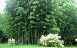 Moso Giant Bamboo (Phyllostachys Edulis 'Moso') - 3 Gallon Pot (2-4') -FruitTree Store Bamboo Moso 3 1