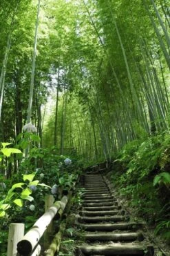 Moso Giant Bamboo (Phyllostachys Edulis 'Moso') - 3 Gallon Pot (2-4') -FruitTree Store Bamboo Moso 9 1