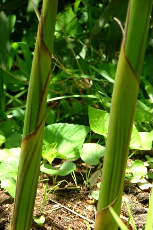 Red Margin Bamboo - Phyllostachys Rubromarginata - 3 Gallon Pot (2-4' HT) 8 Red Margin Bamboo - Phyllostachys Rubromarginata - 3 Gallon Pot (2-4' HT) - Image 6