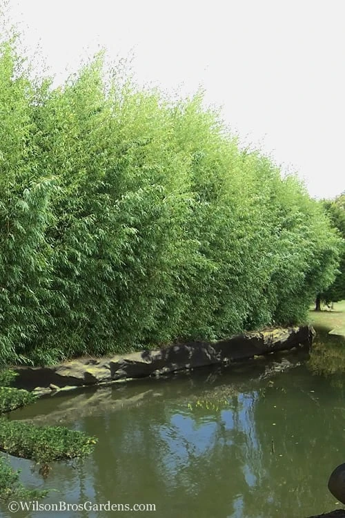 Red Margin Bamboo - Phyllostachys Rubromarginata - 3 Gallon Pot (2-4' HT) 7 Red Margin Bamboo - Phyllostachys Rubromarginata - 3 Gallon Pot (2-4' HT) - Image 5