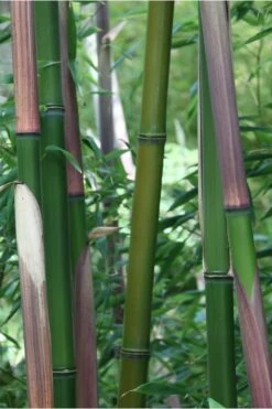 Red Margin Bamboo - Phyllostachys Rubromarginata - 3 Gallon Pot (4-6') -FruitTree Store Bamboo Red Margin 500x750 1