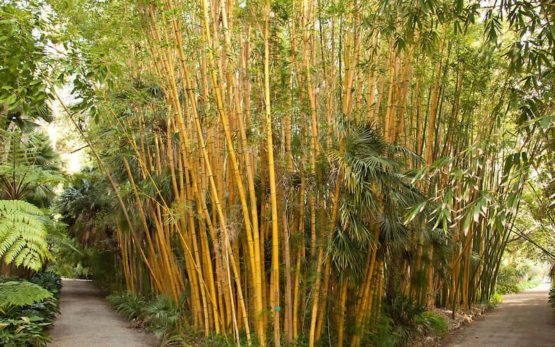 Robert Young Golden Bamboo (Phyllostachys Viridis 'Robert Young') - 3 Gallon Pot (4-6'+) 6 Robert Young Golden Bamboo (Phyllostachys Viridis 'Robert Young') - 3 Gallon Pot (4-6'+) - Image 4