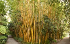 Robert Young Golden Bamboo - Phyllostachys Viridis 'Robert Young' - 3 Gallon Pot (2-4') -FruitTree Store Bamboo Robert Young 1