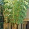 Robert Young Golden Bamboo - Phyllostachys Viridis 'Robert Young' - 3 Gallon Pot (2-4') -FruitTree Store Bamboo Robert Young 500x750 1