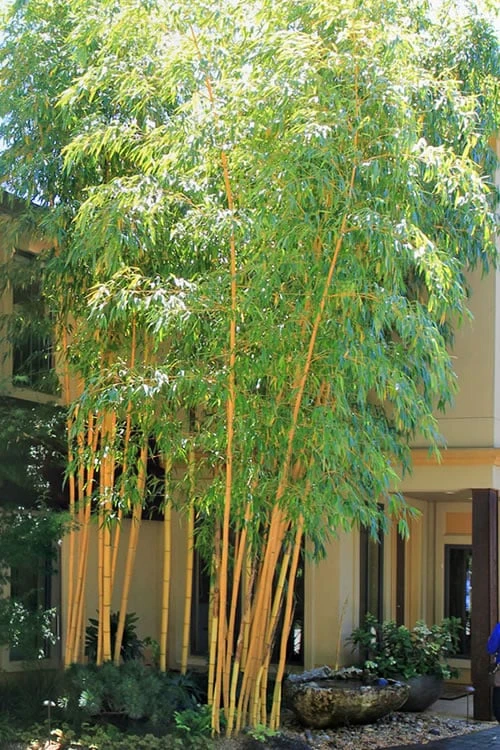 Robert Young Golden Bamboo (Phyllostachys Viridis 'Robert Young') - 3 Gallon Pot (4-6'+) 3 Robert Young Golden Bamboo (Phyllostachys Viridis 'Robert Young') - 3 Gallon Pot (4-6'+)
