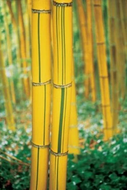 Robert Young Golden Bamboo (Phyllostachys Viridis 'Robert Young') - 3 Gallon Pot (4-6'+) 13 Robert Young Golden Bamboo (Phyllostachys Viridis 'Robert Young') - 3 Gallon Pot (4-6'+) -FruitTree Store Bamboo Robert Young 9 1