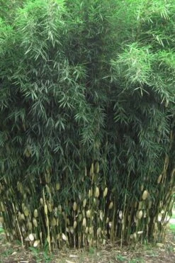 Robust Bamboo - Fargesia Robusta - 1 Gallon Pot -FruitTree Store Bamboo Robusta 1 1