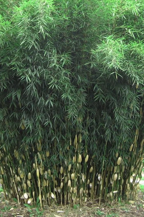 Robust Bamboo - Fargesia Robusta - 3 Gallon Pot 8 Robust Bamboo - Fargesia Robusta - 3 Gallon Pot - Image 6