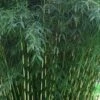 Robust Bamboo - Fargesia Robusta - 3 Gallon Pot -FruitTree Store Bamboo Robusta 3