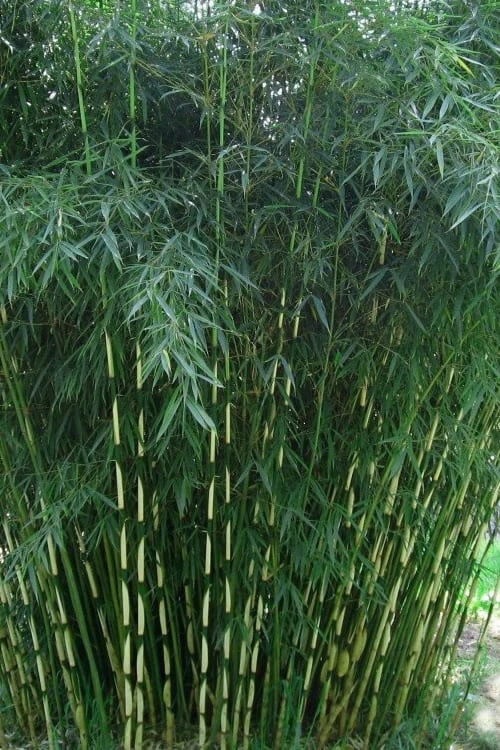 Robust Bamboo - Fargesia Robusta - 3 Gallon Pot 3 Robust Bamboo - Fargesia Robusta - 3 Gallon Pot
