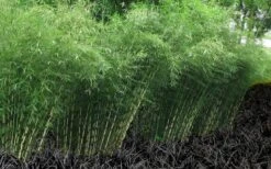 Robust Bamboo - Fargesia Robusta - 3 Gallon Pot 12 Robust Bamboo - Fargesia Robusta - 3 Gallon Pot -FruitTree Store Bamboo Robusta 4