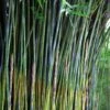 Giant Weavers Royal Bamboo (Wong Chuk) - Bambusa Textilis 'Kanapaha' - 3 Gallon Pot -FruitTree Store Bamboo Royal 20