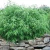 Dragons Head Bamboo - Fargesia Dracocephala 'Rufa' - 1 Gallon Pot -FruitTree Store Bamboo Rufa 10 1