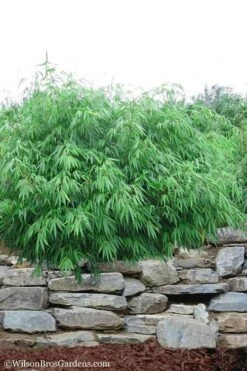 Dragons Head Bamboo (Fargesia Dracocephala 'Rufa') - 5 Gallon Pot
