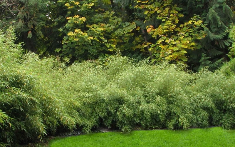 Dragons Head Bamboo (Fargesia Dracocephala 'Rufa') - 5 Gallon Pot 8 Dragons Head Bamboo (Fargesia Dracocephala 'Rufa') - 5 Gallon Pot - Image 6