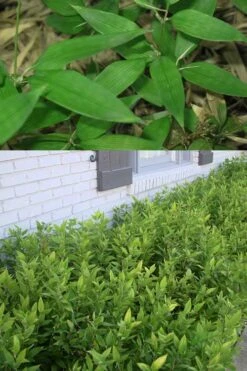 Ruscus Bamboo (Shibataea Kumasaca) - 1 Gallon Pot -FruitTree Store Bamboo Ruscus 500x750 1