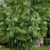 Seabreeze Bamboo - Bambusa Malingensis - 3 Gallon Pot -FruitTree Store Bamboo Seabreeze 1 1