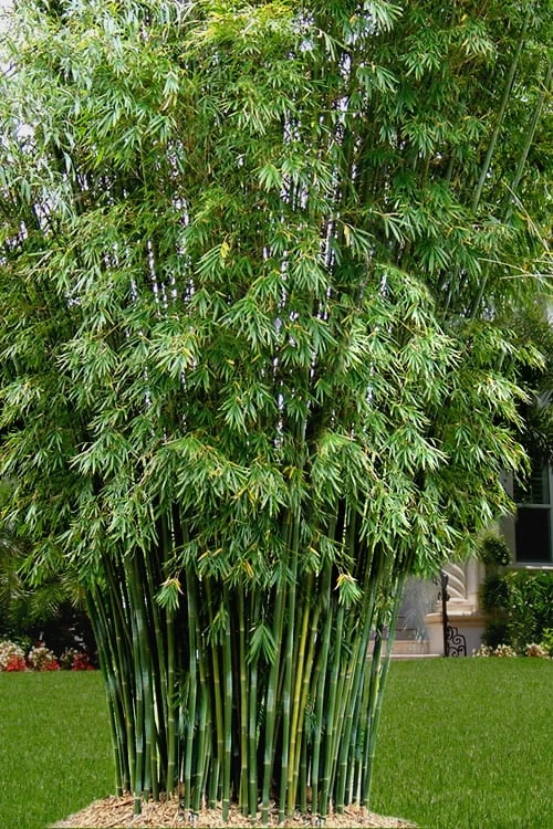 Seabreeze Bamboo - Bambusa Malingensis - 3 Gallon Pot 3 Seabreeze Bamboo - Bambusa Malingensis - 3 Gallon Pot