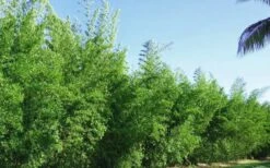 Seabreeze Bamboo - Bambusa Malingensis - 2 Gallon Pot -FruitTree Store Bamboo Seabreeze 2