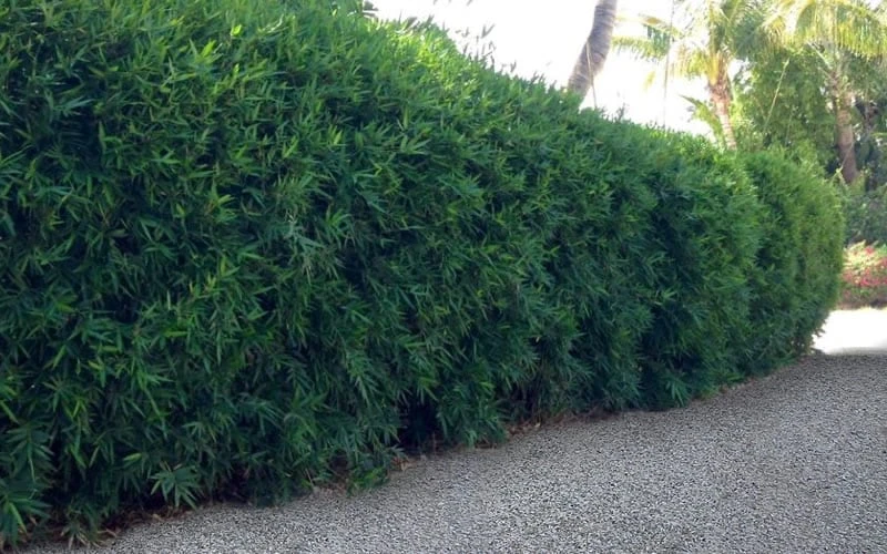 Seabreeze Bamboo - Bambusa Malingensis - 3 Gallon Pot 7 Seabreeze Bamboo - Bambusa Malingensis - 3 Gallon Pot - Image 5