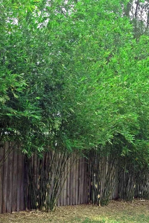 Seabreeze Bamboo - Bambusa Malingensis - 3 Gallon Pot 6 Seabreeze Bamboo - Bambusa Malingensis - 3 Gallon Pot - Image 4
