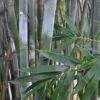 Silk Bamboo - Bambusa Textilis 'Glabra' - 2 Gallon Pot -FruitTree Store Bamboo Silk 2